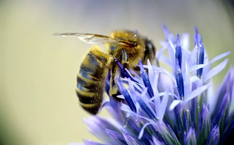 Image de Les Abeilles, essentielles à notre Écosystème !