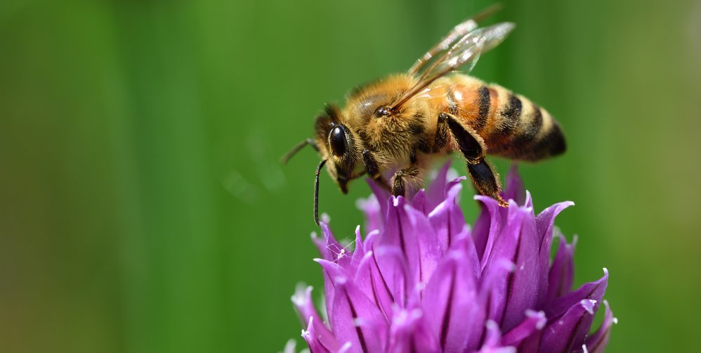 Image de Les Abeilles, Gardiennes de notre Alimentation