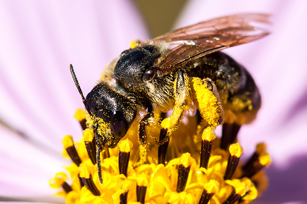 Image de La Pollinisation : Le Travail Inestimable des Abeilles